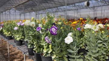 cultivarea florilor in sera - lisianthus