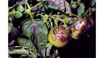 mana tomatelor, una dintre bolile tomatelor