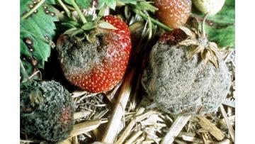 cum arata putregaiul cenusiu la capsuni