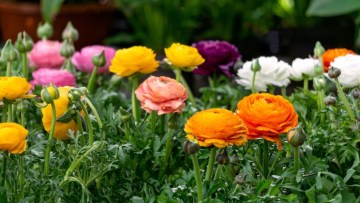 cultivarea florilor in sera - cultivare ranunculus