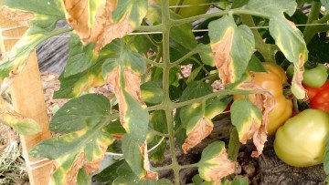verticilioza tomatelor, una dintre bolile tomatelor