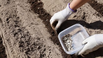 adancimea de semanat la floarea-soarelui