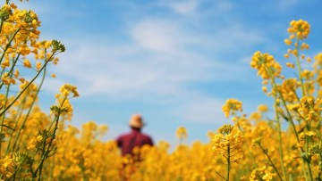 fermier in camp de rapita