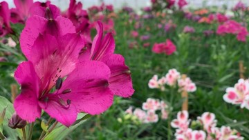 cultivarea florilor in sera - flori de alstroemeria