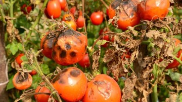 alternarioza la tomate, una dintre bolile tomatelor