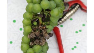 cum arata putregaiul cenusiu la vita de vie