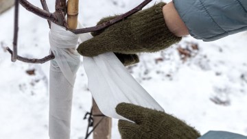 imbunatatirea rezistentei pomilor la inghet