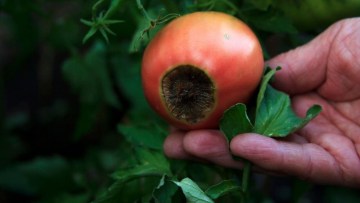bolile tomatelor