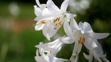 cultivarea florilor in camp - crini