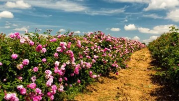 ce trebuie sa stii despre cultivarea florilor in camp