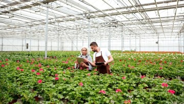 cultivarea florilor in Romania