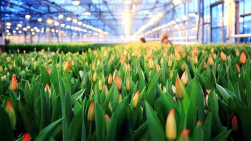 cultivarea florilor, ingrijire si inmultire