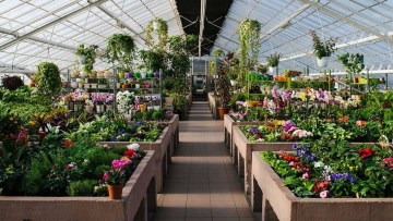 cultivarea florilor in camp si in sera si protectia culturilor