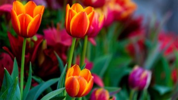 cultivarea florilor in camp