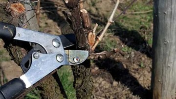 perioade optime de taiere a vitei de vie