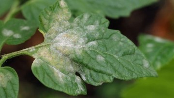 fainarea tomatelor, una dintre bolile tomatelor