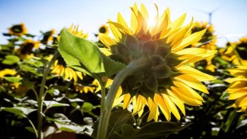 cand se recolteaza floarea-soarelui