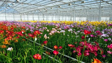 cultivarea florilor in sera - specii de freesia