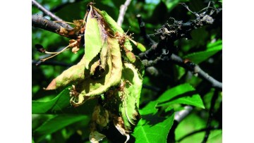 ce este monilioza la cires