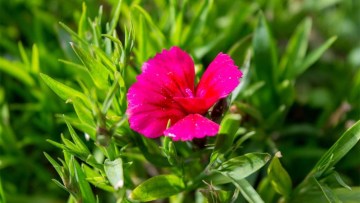 cultivarea florilor in sera - garoafa de vara