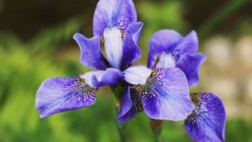 cultivarea florilor in sera - cultivare lalele