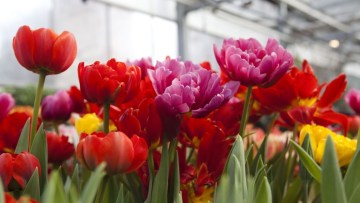 cultivarea florilor in sera - specii de lalele