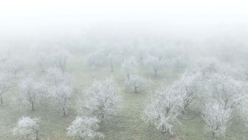 rezistenta pomilor la inghet