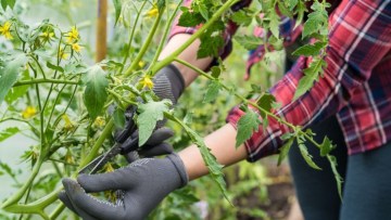 managementul bolilor tomatelor