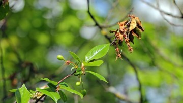 identificare monilioza la cires
