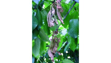 monilioza la cires vs alte boli