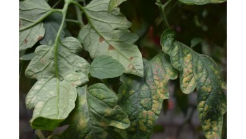 patarea cafenie la tomate, una dintre bolile tomatelor