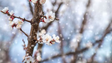 factori care influenteaza rezistenta pomilor la inghet