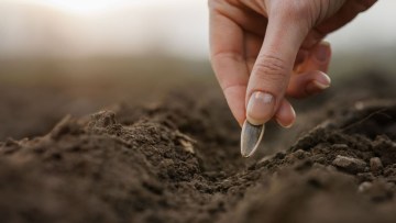 adancimea si densitatea de semanat la floarea-soarelui