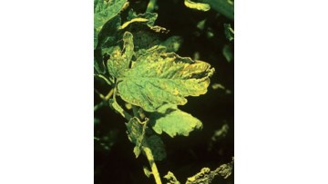 septorioza, una dintre bolile tomatelor