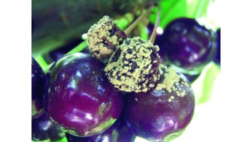 raspandire monilioza la cires