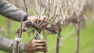 taierea vitei de vie