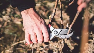 ce presupune taierea vitei de vie 