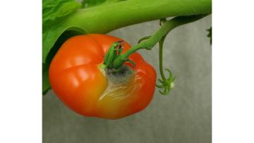 cum arata putregaiul cenusiu la tomate