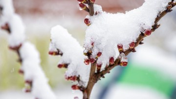 rezistenta pomilor fructiferi la inghet
