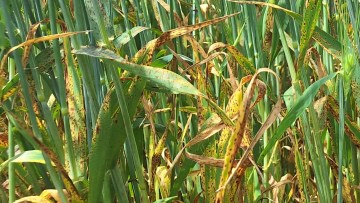 Ramularia collo-cygni