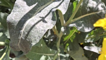 pictor revy aplicat pe frunzele de rapita