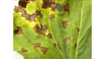 septorioza la floarea soarelui