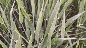 fungicid aplicat pe orz