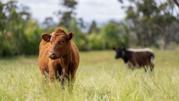 vaci pe camp subventii apia