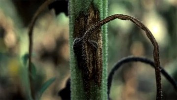 phomopsis floarea-soarelui