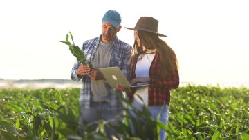 fermieri in lan de porumb