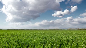 camp grau cereale verzi nori