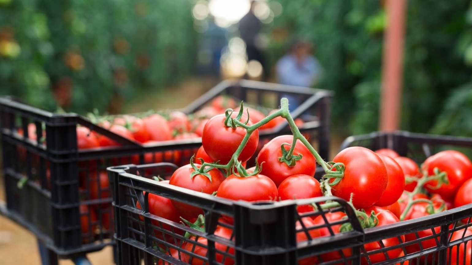 Roșiile românești de Paște: prețuri mai mari la producător