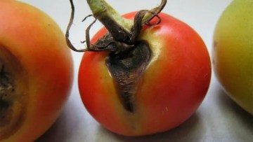cum arata alternarioza la tomate
