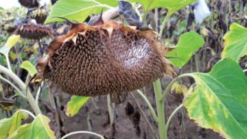 calatidii de floarea-soarelui cu Sclerotinia